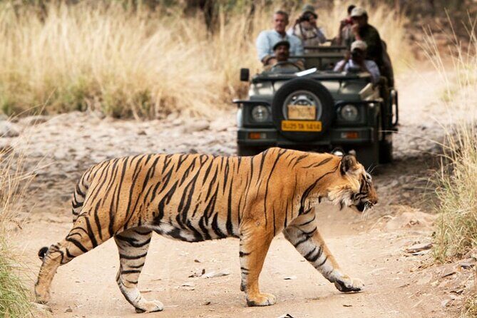 Ranthambore Official Guided Tiger Safari in Sharing Canter - FAQ