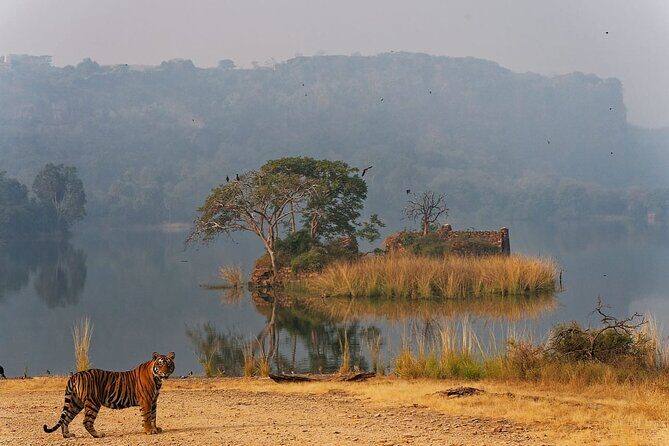 Ranthambore Private Jeep Safari - Ranthambore Private Jeep Safari Review: What You Need to Know