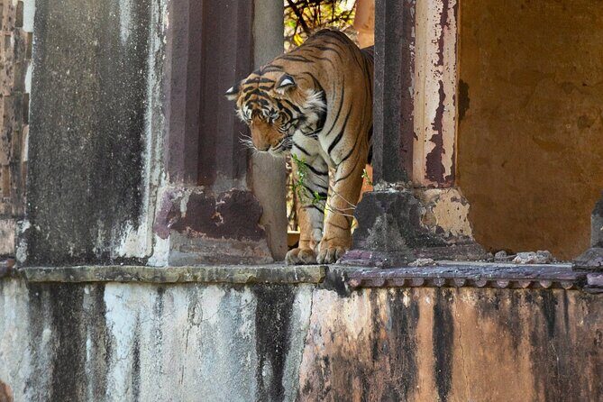 Ranthambore Private Jeep Safari - Practical Tips for Your Safari