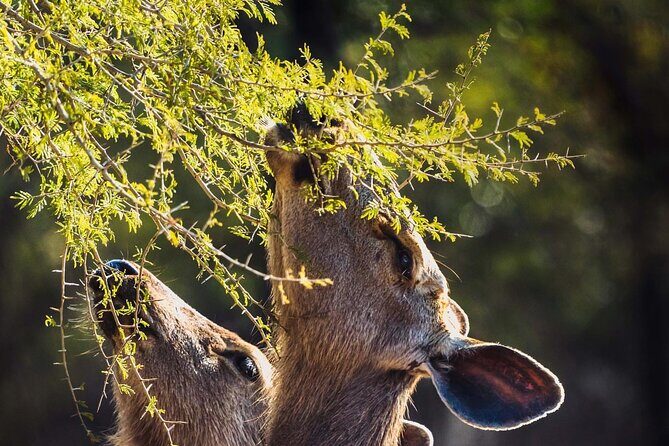 Ranthambore Private Jeep Safari - Who Should Consider This Tour?