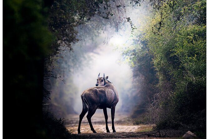 Ranthambore Private Jeep Safari - Final Thoughts