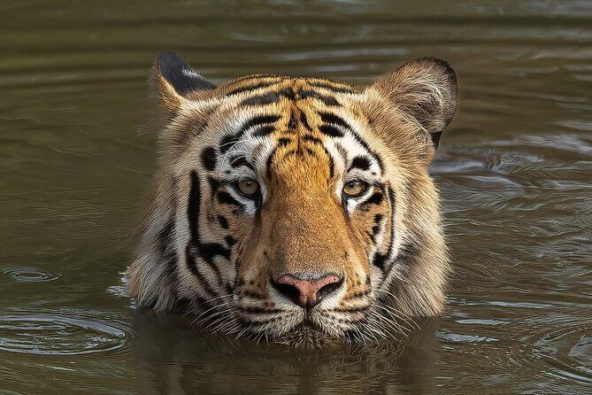 Ranthambore Private Jeep Safari - FAQ