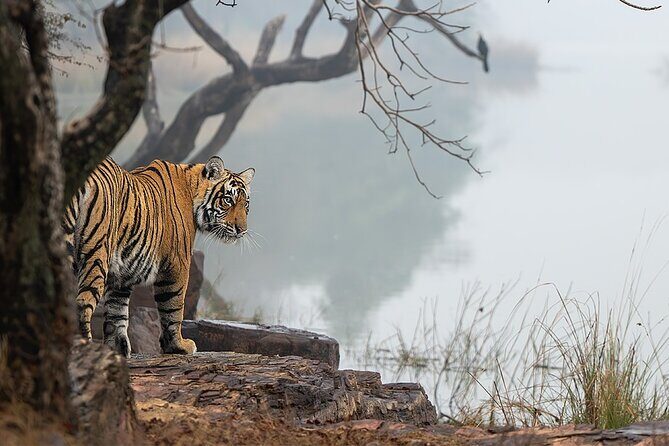 Ranthambore Private Jeep Safari Tour - The Experience in Detail