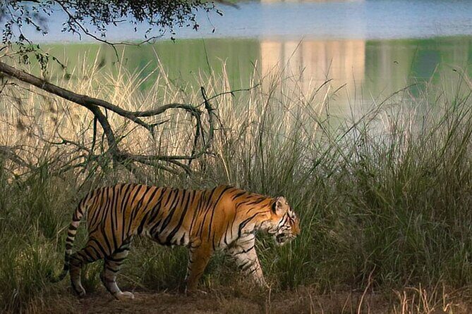 Ranthambore Private Jeep Safari Tour - FAQs