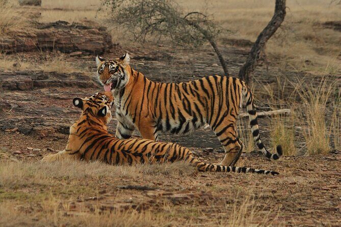 Ranthambore Safari Booking - Key Points