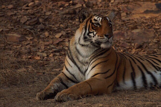Ranthambore Safari Booking - Exploring Ranthambore National Park – What to Expect