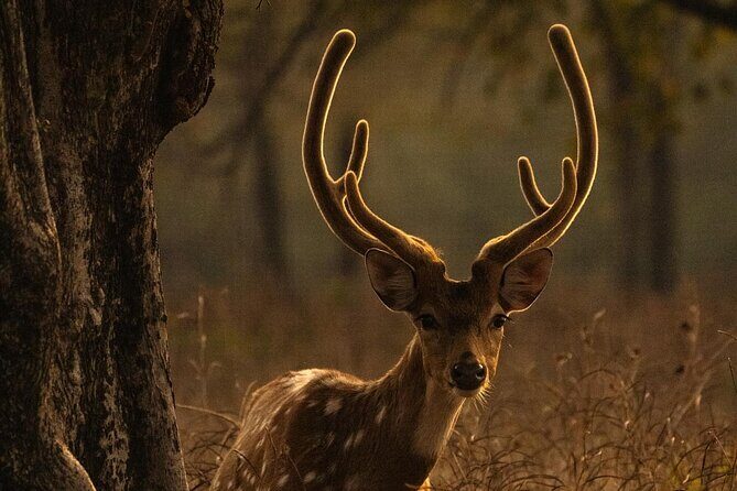 Ranthambore Safari Booking - Detailed Breakdown of the Itinerary