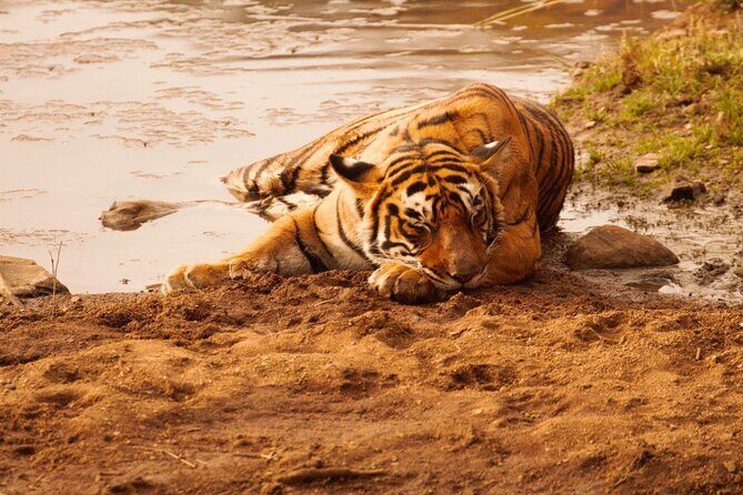 Ranthambore Safari Booking - FAQ
