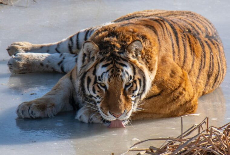 ranthambore-safari-booking-sharing-gypsy-and-sharing-canter