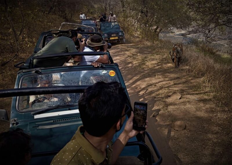 Ranthambore safari by Canter (20 seater) 24 hrs advance - Key Points