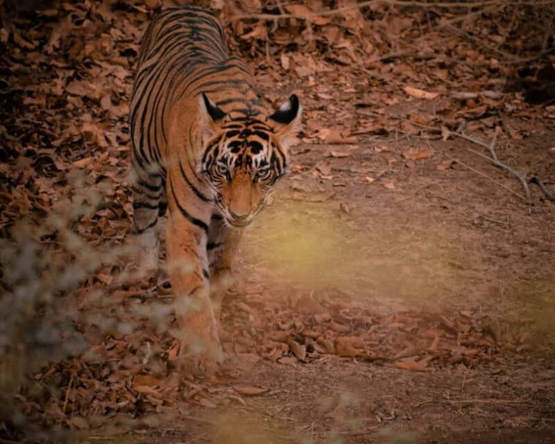 Ranthambore safari by Canter ( 20 seater bus) - What Is the Canter Safari in Ranthambore?