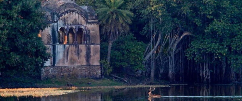 Ranthambore safari by Canter ( 20 seater bus) - Pricing and Value