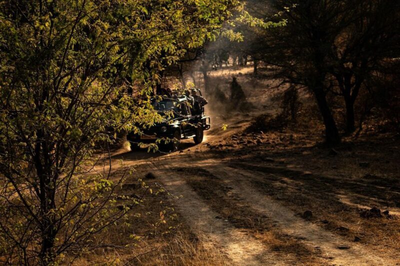 Ranthambore safari by Canter ( 20 seater bus) - Who Is This Safari Best Suited For?