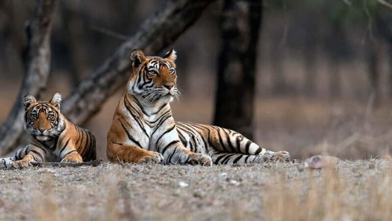 Ranthambore Safari Trip - The Sum Up