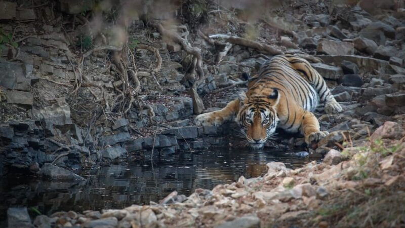 ranthambore-shared-tiger-safari-in-canter-or-gypsy