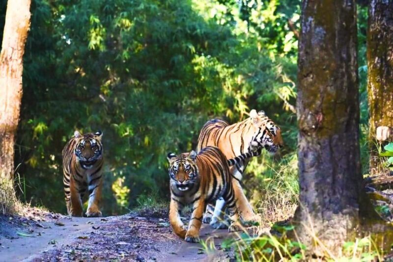 Ranthambore: Skip-the-Line Tiger Safari in Sharing Canter - An In-Depth Look at the Ranthambore Safari Experience