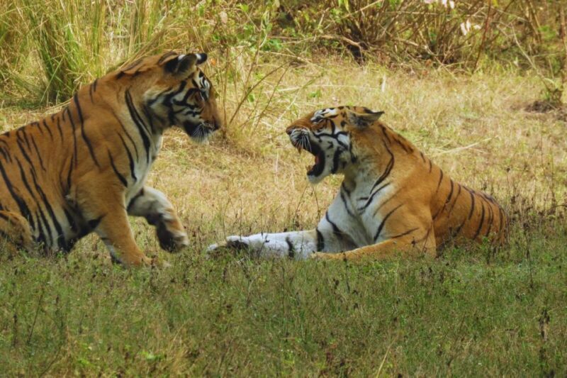 Ranthambore: Skip-the-Line Tiger Safari in Sharing Canter - Who’s This Safari Best For?