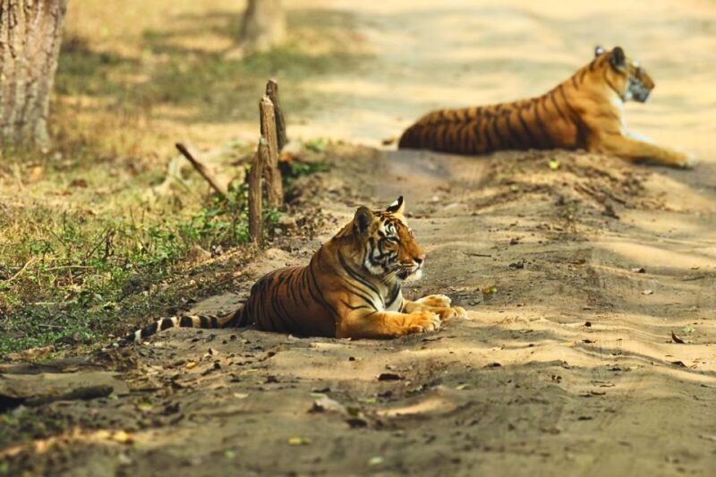 Ranthambore: Skip-the-Line Tiger Safari in Sharing Canter - FAQ