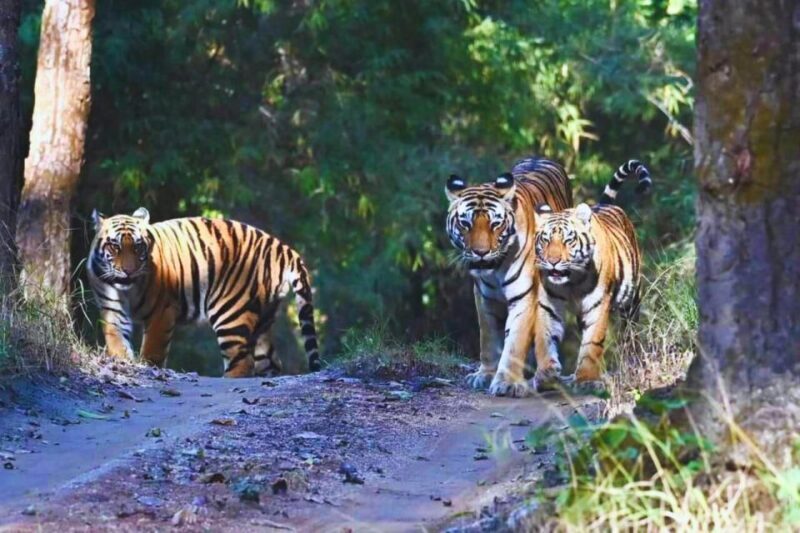 Ranthambore: Skip-the-Line Tiger Safari in Sharing Canter - Final Thoughts