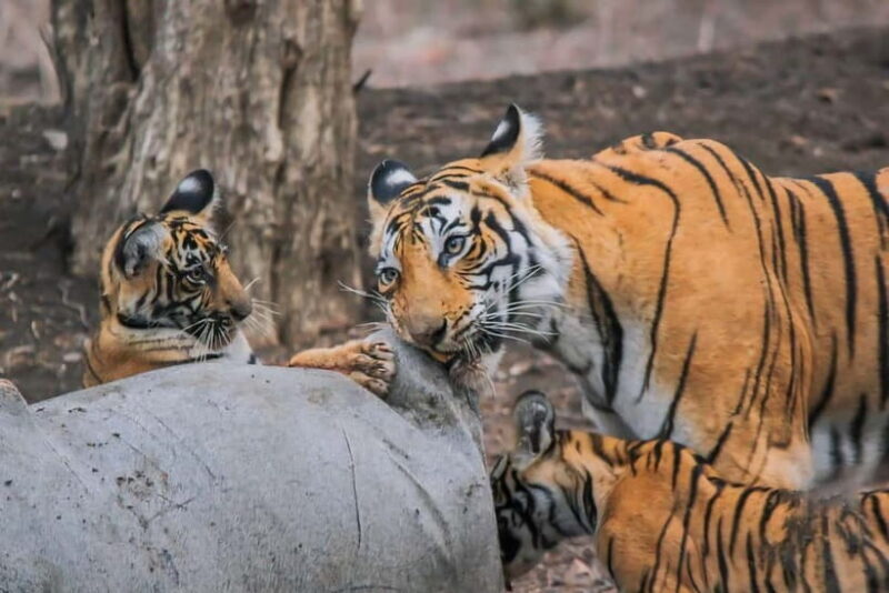 Ranthambore: Skip-the-Line Tiger Safari in Sharing Canter - Exploring the Ranthambore Experience  