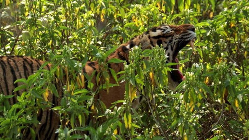 Ranthambore: Skip-the-Line Tiger Safari in Sharing Canter - Price and Value: Is It Worth It?  