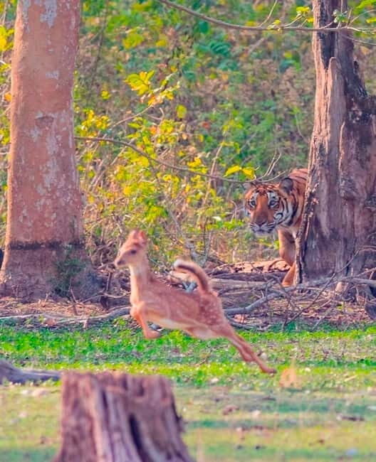Ranthambore: Skip-the-Line Tiger Safari in Sharing Canter - The Review Verdict: Who Will Love This Safari?  