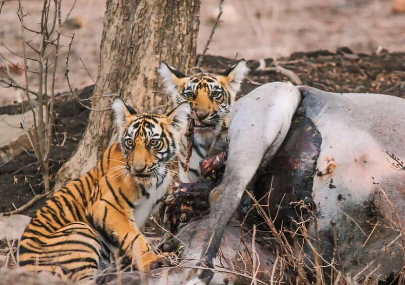 Ranthambore: Skip-the-Line Tiger Safari in Sharing Canter - Frequently Asked Questions  