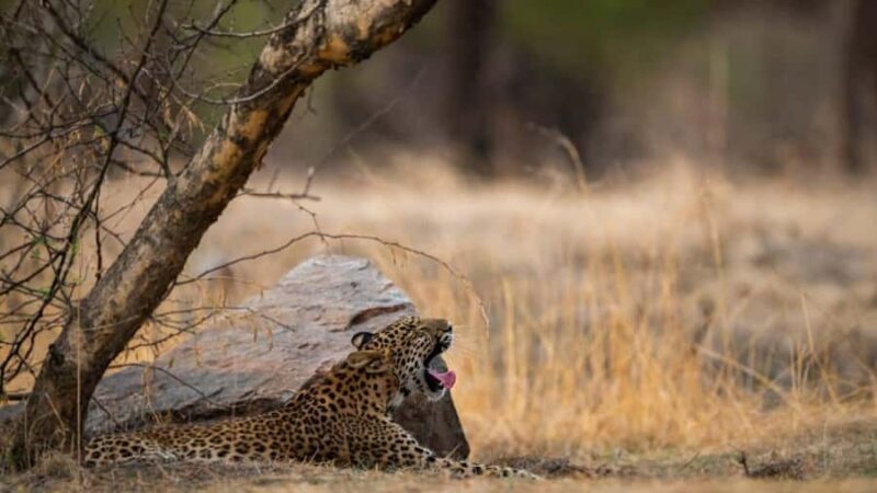 Ranthambore Tiger Reserve: jeep & canter Safari booking now - Key Points