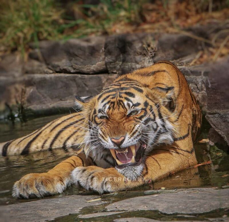 Ranthambore Tiger Reserve: jeep & canter Safari booking now - A Deep Dive into the Ranthambore Safari Experience