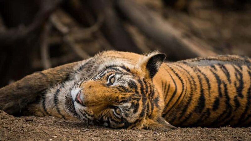 Ranthambore Tiger Reserve: jeep & canter Safari booking now - FAQs