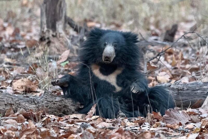 ranthambore-tiger-reserve-tiger-safari