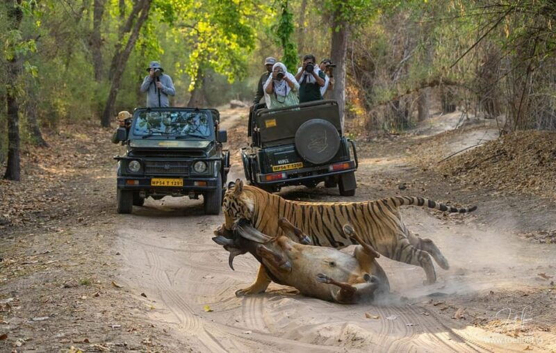 ranthambore-tiger-reserve-tiger-safari