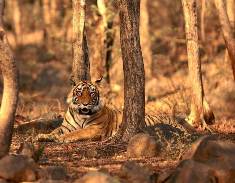 ranthambore-tiger-reserve-tiger-safari