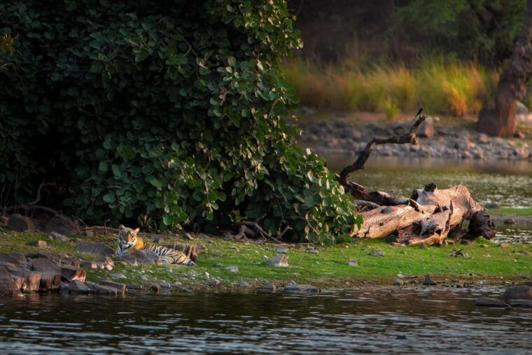 ranthambore-tiger-reserve-tiger-safari