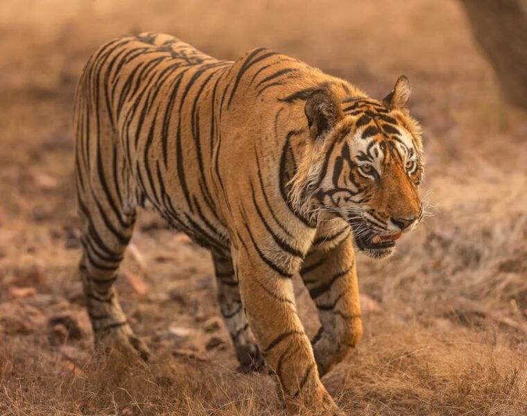 ranthambore-tiger-reserve-tiger-safari
