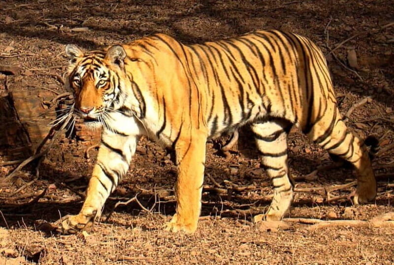 Ranthambore Tiger Safari Day Trip with Fort Tour & Lunch - Practical Details & Tips