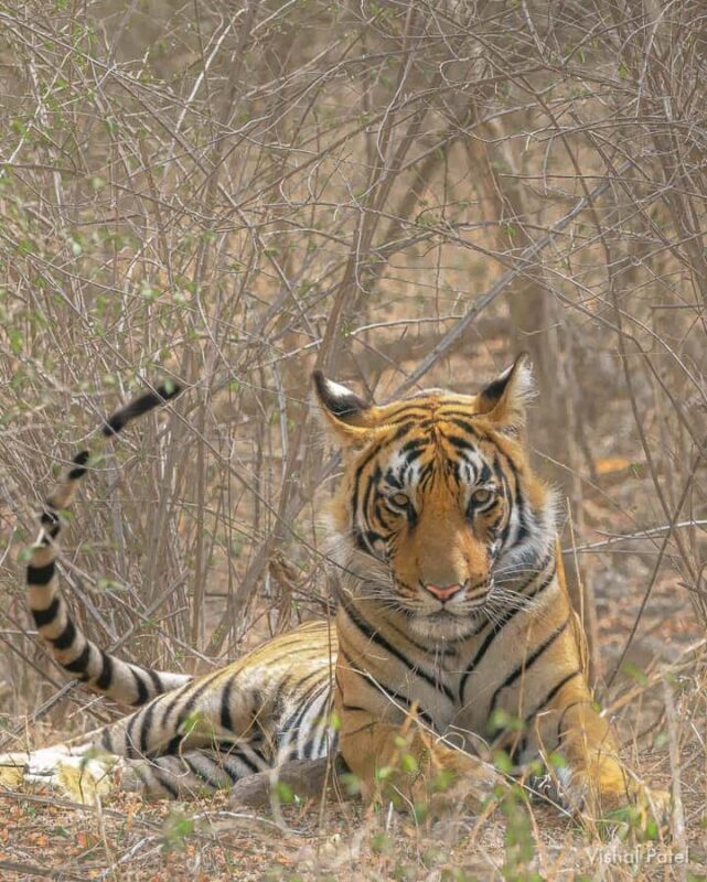 Ranthambore Tiger Safari in Gypsy/Canter  Shared Tour - FAQs
