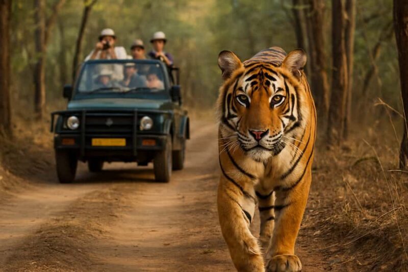 Ranthambore Tiger Safari in Open canter with Wildlife Guide - Key Points