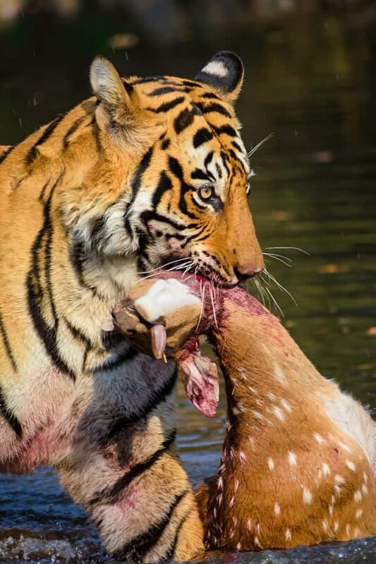 Ranthambore Tiger Safari in Open canter with Wildlife Guide - The Authenticity and Practicalities of the Tour
