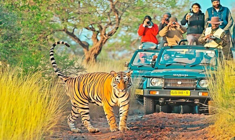 Ranthambore Tiger Safari in Open canter with Wildlife Guide - Final Thoughts