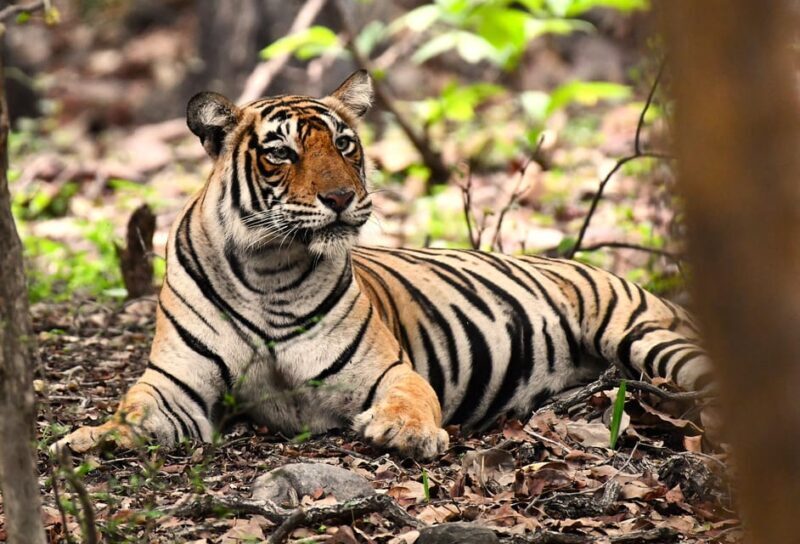 Ranthambore : Tiger Safari Tour in Canter - Key Points