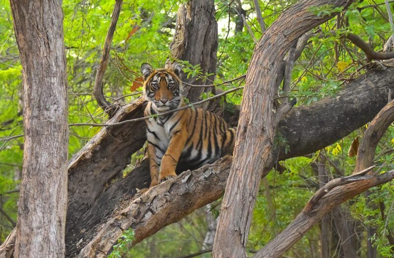 Ranthambore : Tiger Safari Tour in Canter - The Value of the Tour: Is It Worth It?