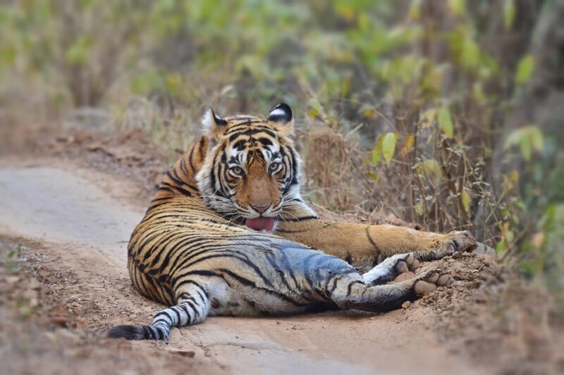 Ranthambore : Tiger Safari Tour in Canter - Who Is This Tour Best For?
