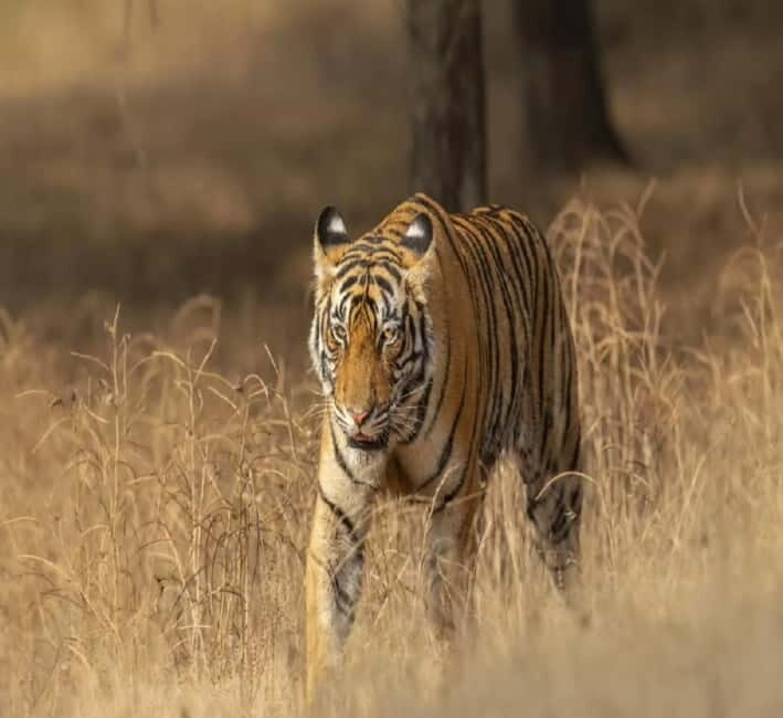 Ranthambore: Tiger Safari Tour - Key Points