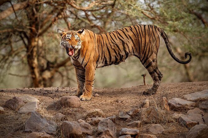 Ranthambore Tiger Safari : Wilderness Experience India - Key Points