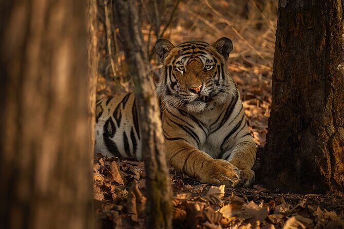 Ranthambore Tiger Safari : Wilderness Experience India - An In-Depth Look at the Ranthambore Tiger Safari Experience