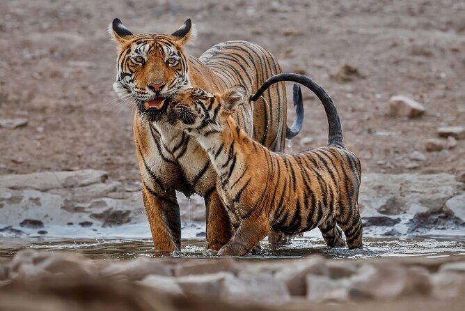Ranthambore Tiger Safari : Wilderness Experience India - FAQ