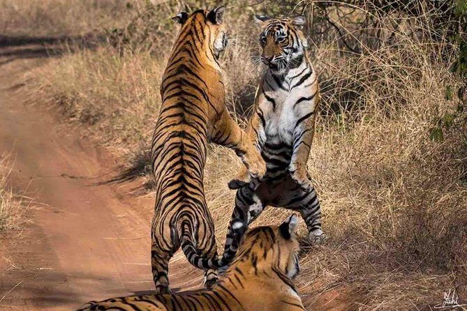 Ranthambore Wildlife Safari Tour From Jaipur Including Transfers - The Itinerary: What to Expect on Your Ranthambore Safari