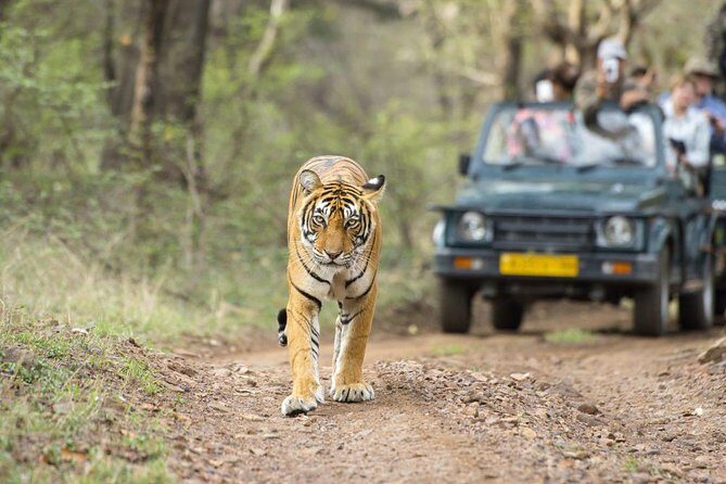 Ranthambore Wildlife Safari Tour From Jaipur Including Transfers - The Details: What’s Included and What’s Not