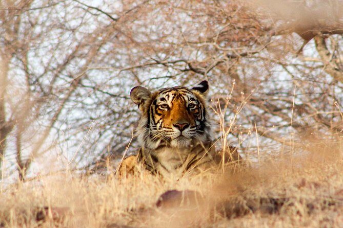 Ranthambore Wildlife Safari Tour From Jaipur Including Transfers - Deep Dive into the Experience